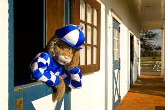 Photo of Wildcat in Barn Window