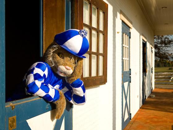 UK Wildcat