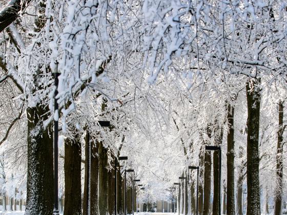 Ice Covered Trees over cleared walkway